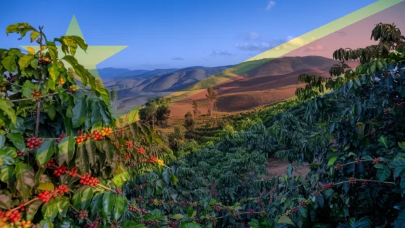 A lush green coffee plantation on a hill in the Democratic Republic of the Congo, with coffee cherries on the ground and rolling hills in the background under a clear blue sky.
