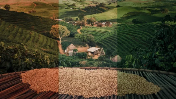 Ivory Coast coffee plantation: green hills, coffee beans drying on racks, and a village with huts in the background.