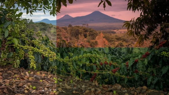 Madagascar coffee farm with ripe cherries, lush vegetation, and volcanic peaks in the background, creating a peaceful scene.
