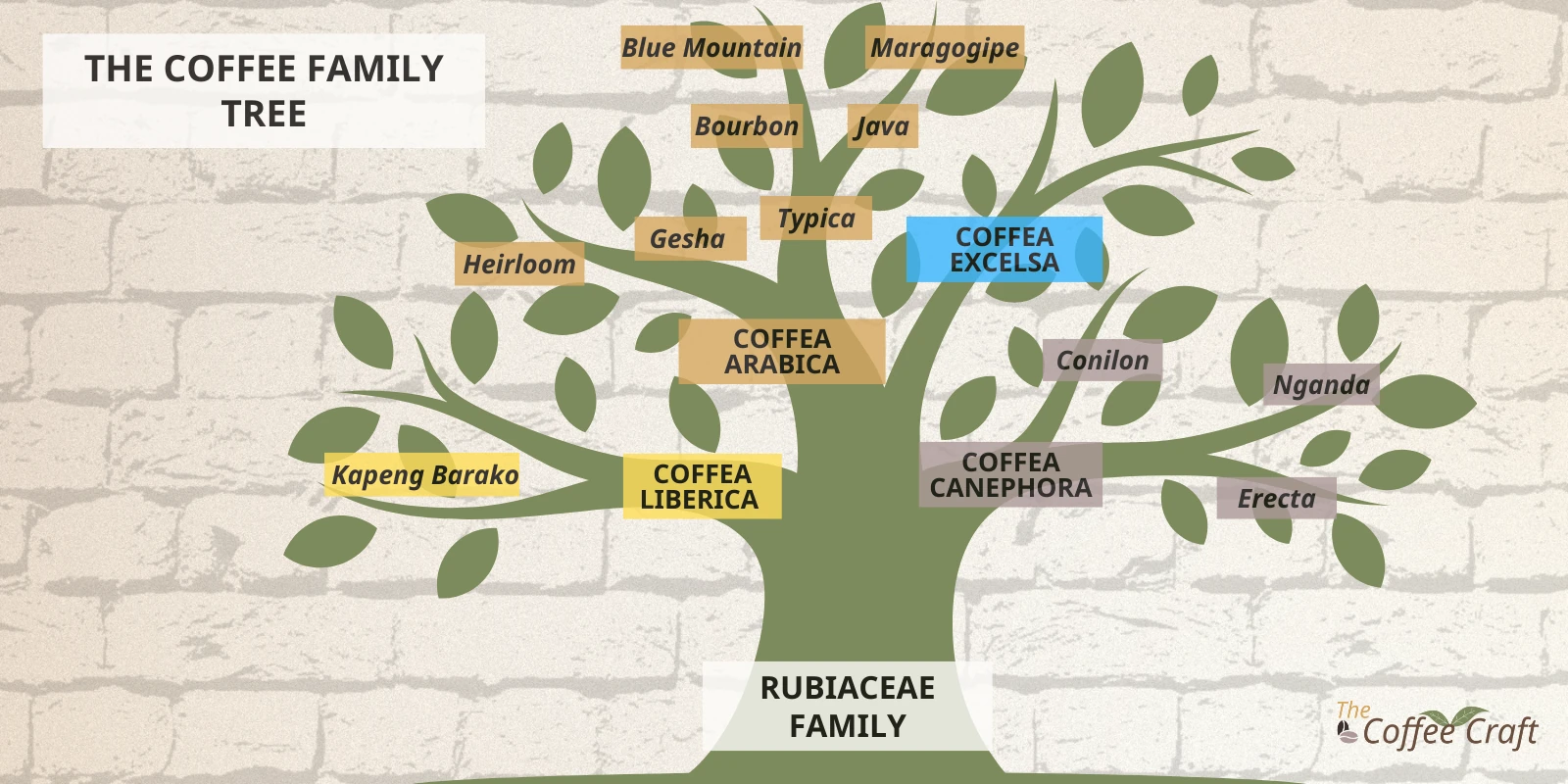 This simplified tree helps explain the key relationships in the coffee family