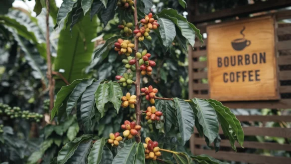 a Bourbon Coffee plant with tall stature, elongated leaves, and ripe cherries, set in a lush green environment with a wooden structure in the background displaying the text 'Bourbon Coffee'.