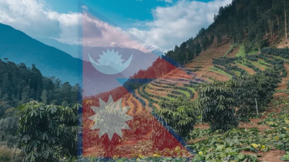 Terraced Nepal coffee plants on Himalayan slopes, with snow-capped mountains and lush forests in the background.